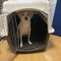 犬用のケージ（無料）の画像