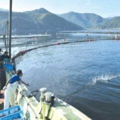 親も知っている"地元企業で、世界に誇る魚を扱う仕事。故郷で、確かなキャリアを。の画像