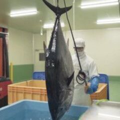 親も知っている"地元企業で、世界に誇る魚を扱う仕事。故郷で、確かなキャリアを。の画像