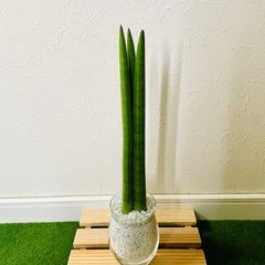 サンスベリア　キリンドリカ　ストレート　観葉植物　ハイドロカルチャー　ゼオライト植えの画像