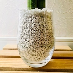 サンスベリア　キリンドリカ　ストレート　観葉植物　ハイドロカルチャー　ゼオライト植えの画像