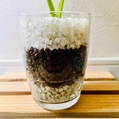 ヒメモンステラ　観葉植物　ハイドロカルチャーの画像