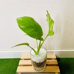 ヒメモンステラ　観葉植物　ハイドロカルチャーの画像
