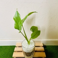 ヒメモンステラ　観葉植物　ハイドロカルチャーの画像