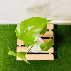 ヒメモンステラ　観葉植物　ハイドロカルチャーの画像