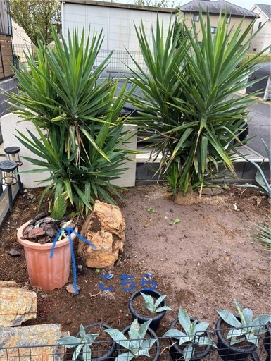 【左】ユッカ　青年の木