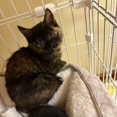 さび猫ちゃん2ヵ月前後女の子里親募集中