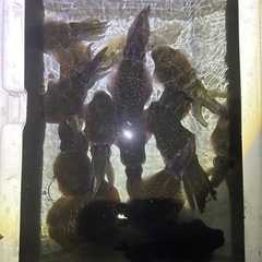 アオリイカの画像