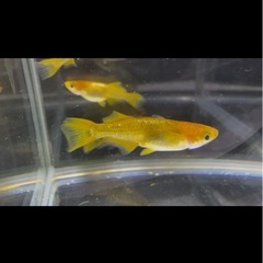 上物メダカ　各種の画像