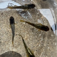 上物メダカ　各種の画像