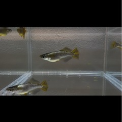 上物メダカ　各種の画像