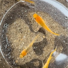 上物メダカ　各種の画像