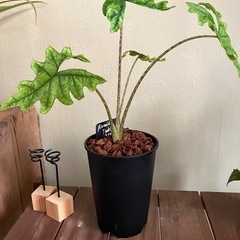 アロカシア ジャックリンの画像