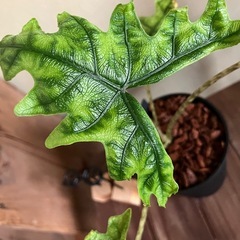 アロカシア ジャックリンの画像