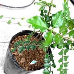 鉢植え・シマトネリコBの画像