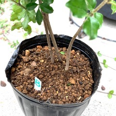 鉢植え・シマトネリコBの画像