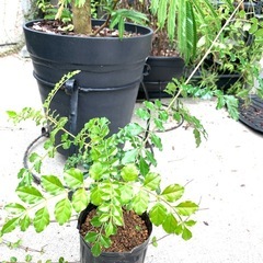 鉢植え・シマトネリコBの画像