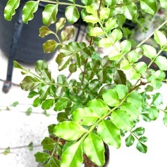 鉢植え・シマトネリコCの画像