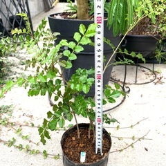 鉢植え・シマトネリコCの画像