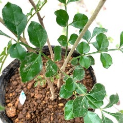 鉢植え・シマトネリコCの画像