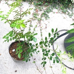 鉢植え・シマトネリコCの画像