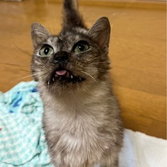 生後半年くらいの女の子🐱