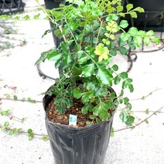 鉢植え・シマトネリコＤの画像