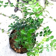 鉢植え・シマトネリコＤの画像