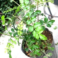 鉢植え・シマトネリコＤの画像