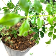 鉢植え・シマトネリコＤの画像