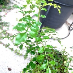 鉢植え・シマトネリコとワイヤープランツ寄せ植えの画像