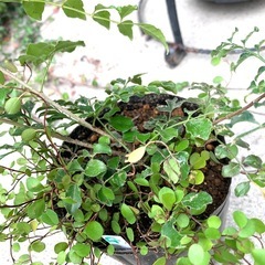 鉢植え・シマトネリコとワイヤープランツ寄せ植えの画像