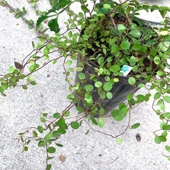 鉢植え・シマトネリコとワイヤープランツ寄せ植えの画像