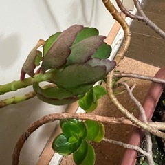 多肉植物の画像