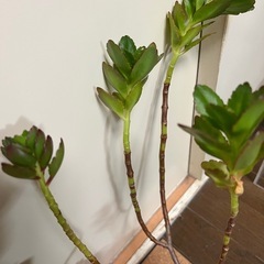 多肉植物の画像