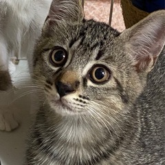 丸顔のイケメンキジトラレン君♡