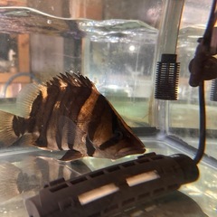 最終値下げ！！極美　ワイルドフェイス　ダトニオ　Wild 約25センチ前後　短期間限定　熱帯魚の画像