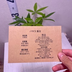 植物パキラ実生×デザイン鉢盆栽風仕立て安心ケアカード付き🌿‬の画像