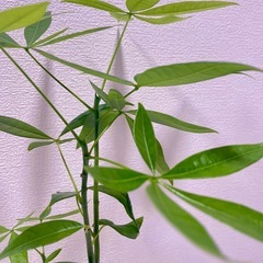 植物パキラ実生×デザイン鉢盆栽風仕立て安心ケアカード付き🌿‬の画像
