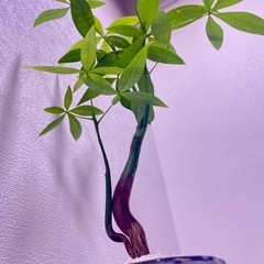 植物パキラ実生×デザイン鉢盆栽風仕立て安心ケアカード付き🌿‬の画像