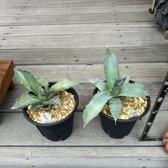 アガベ　チタノタブルー　実生　観葉植物の画像