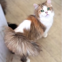 目が合ったそこの猫好きさんへ！！！