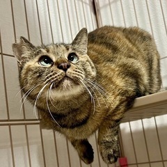 元・地域猫！甘えん坊爆発中のライくん✨