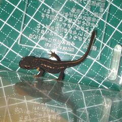 オキナワシリケンイモリ幼体3匹（上陸済み、人工餌OK、送料別）#202504の画像