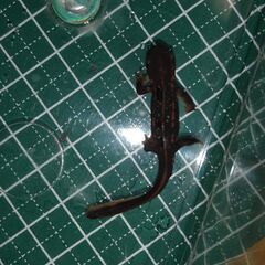 オキナワシリケンイモリ幼体3匹（上陸済み、人工餌OK、送料別）#202504の画像