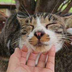 【代理投稿】❤️サバトラの可愛いハイジくん❤️ - 猫