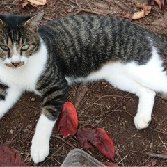 【代理投稿】❤️サバトラの可愛いハイジくん❤️ - 中津市