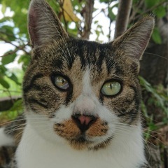 【代理投稿】❤️サバトラの可愛いハイジくん❤️ − 大分県
