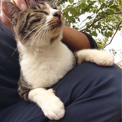 【代理投稿】❤️サバトラの可愛いハイジくん❤️ - 里親募集