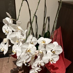 胡蝶蘭の画像